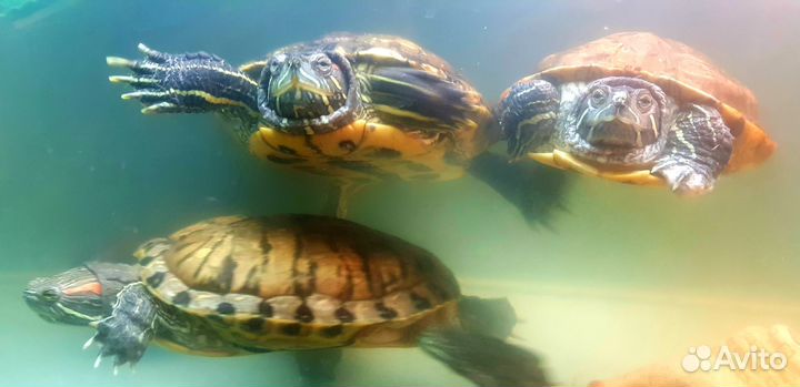 Акватеррариум с черепахами