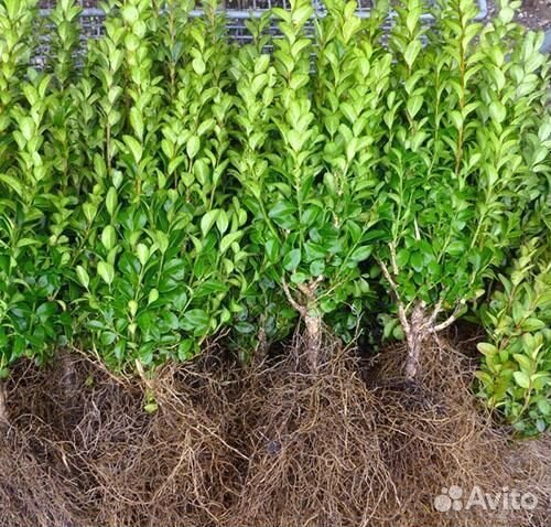 Самшит — вечнозеленый кустарник