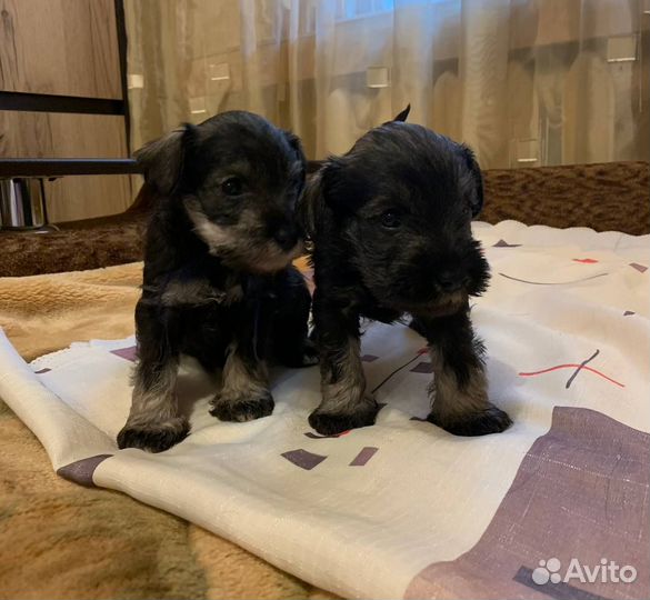 Цвергшнауцер щенки перец с солью