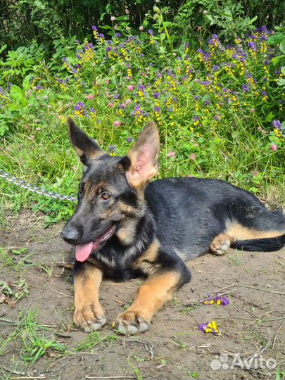 Достойная девочка немецкой овчарки РКФ