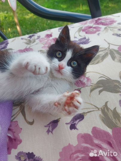 Котенок мальчик