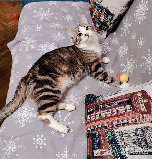 Плюшевый мраморный кот котёнок