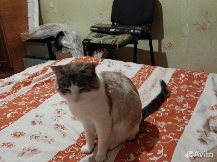 Кошка Отдам в добрые руки