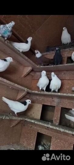 Продам голубей породы гривуны