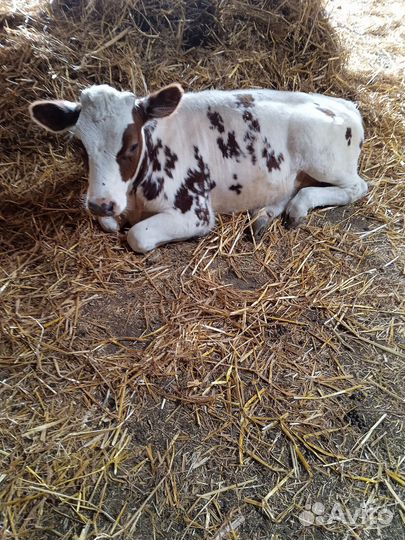 Корова стельная дойная и тёлочка Айширка