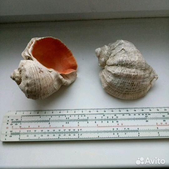 Ракушки в аквариум