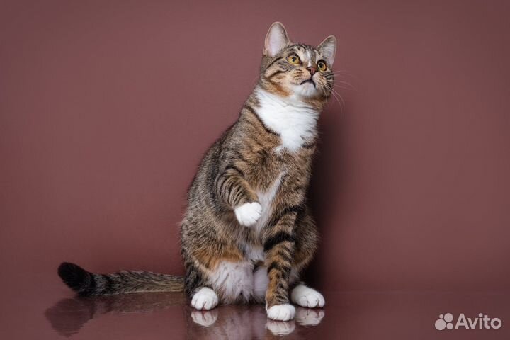 Кошки бесплатно