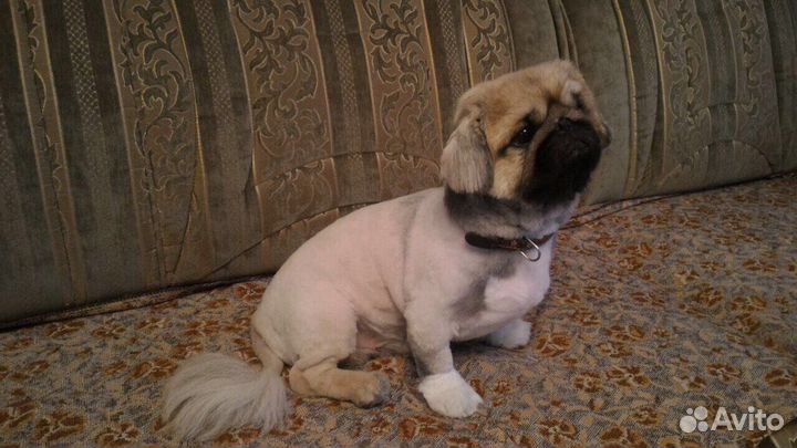 Стрижка кошек и собак