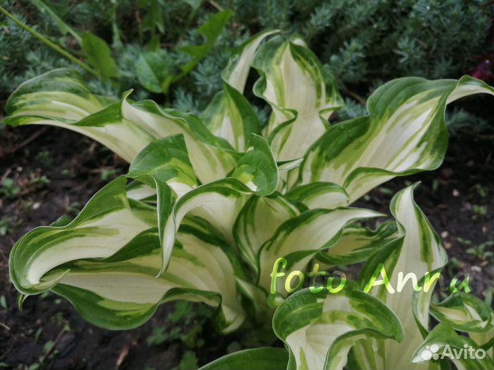 Хоста, папоротник