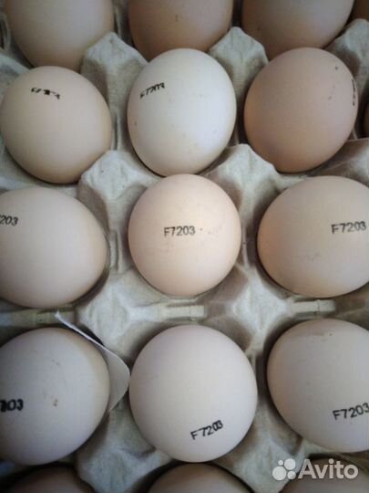 Инкубационное яйцо импорт из Европы и России