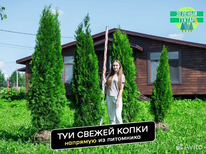Туи смарагд 2 м свежая копка 2023