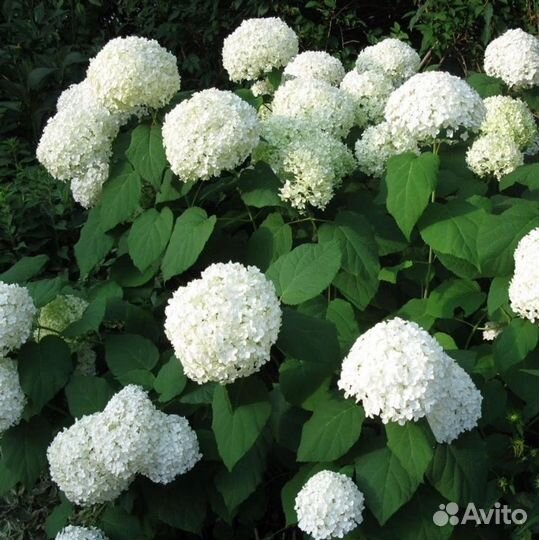 Гортензия древовидная