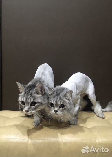 Стрижка кошек и собак