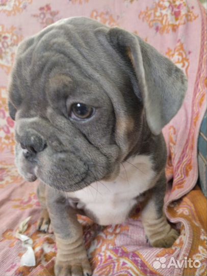 Французский бульдог мальчики с документами