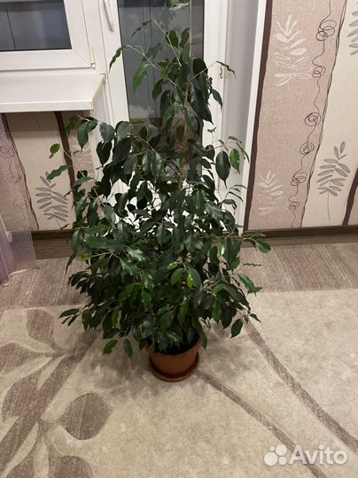 Фикус бенджамина