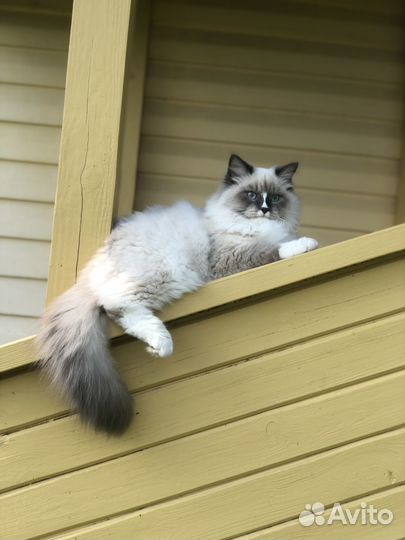 Невская маскарадная (кот с документами)