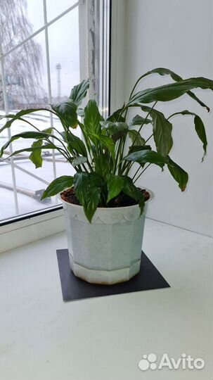 Цветы Монстера и другие