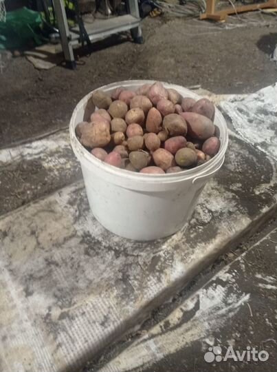 Продаю картофель