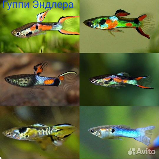 Рыбки разные