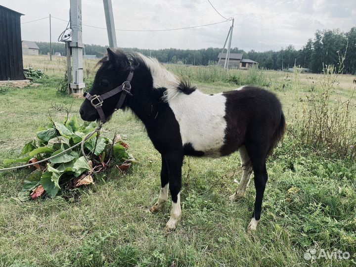 Пони