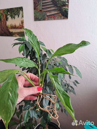 Спатифиллум Домино