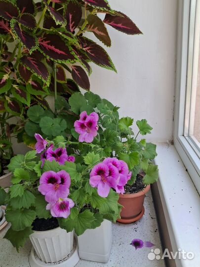 Пеларгония герань сортовая