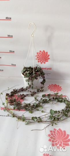 Сенецио, церопегия, гиацинт, лимон лайм