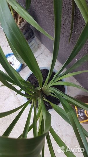 Орхидея цимбидиум