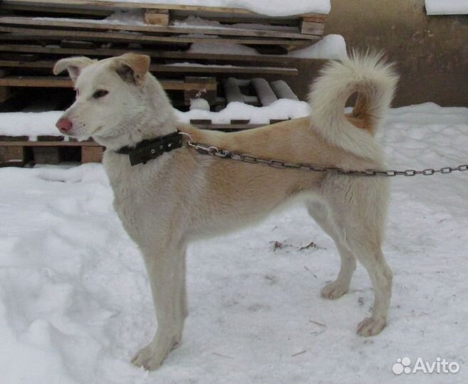Собака в самые добрые руки