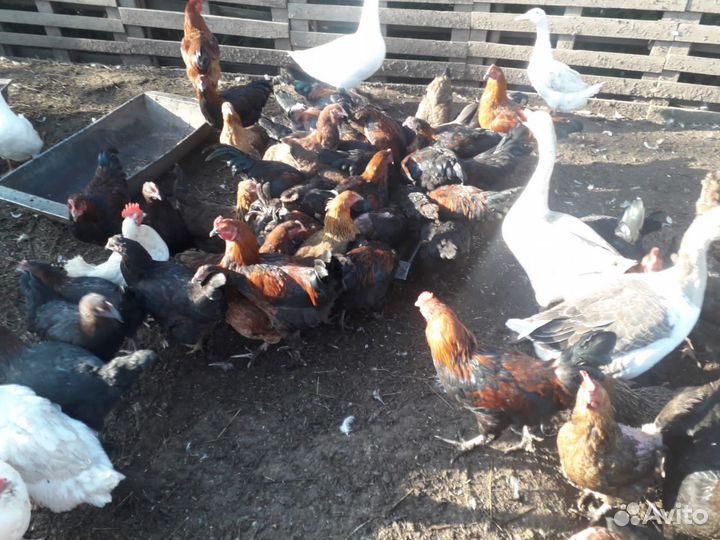 Петушки домашние