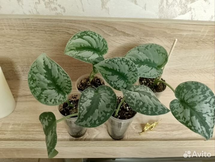 Сциндапсус Пиктус Треби