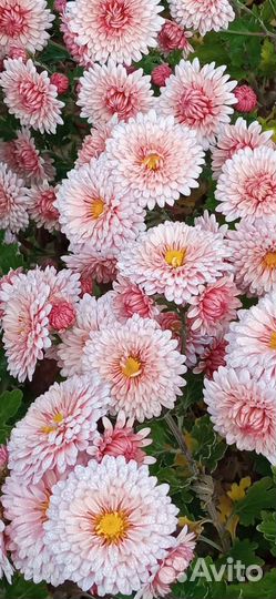 Дубки(хризантемы)