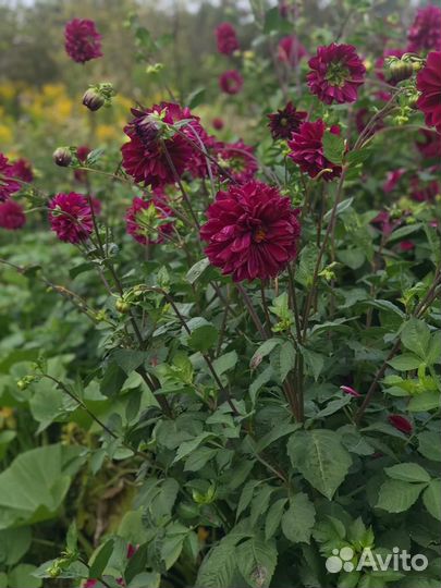 Георгины,картофель, зимний чеснок, хрен-рассада