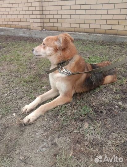 Собачка в добрые руки