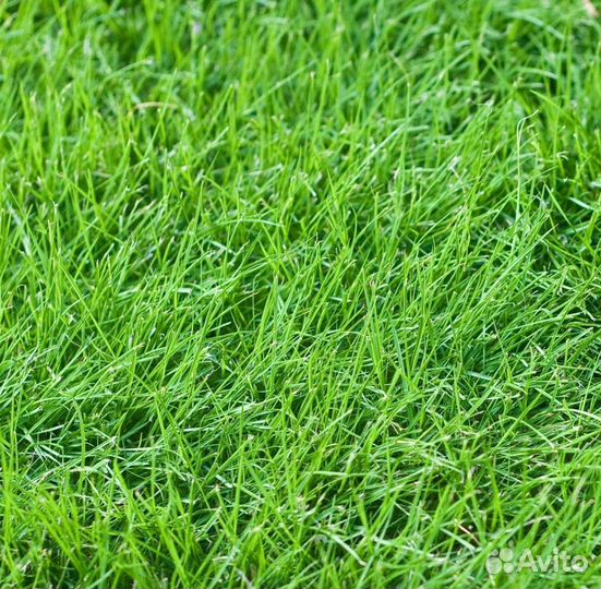 Овсяница луговая сортовая оптом семена