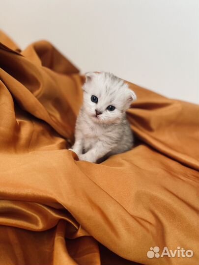 Британская серебристая шиншилла