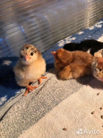 Суточные цыплята