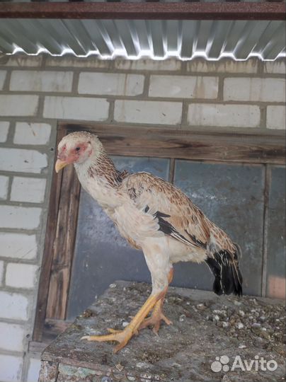 Бойцовые куры