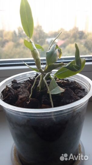 Дендробиум нобиле