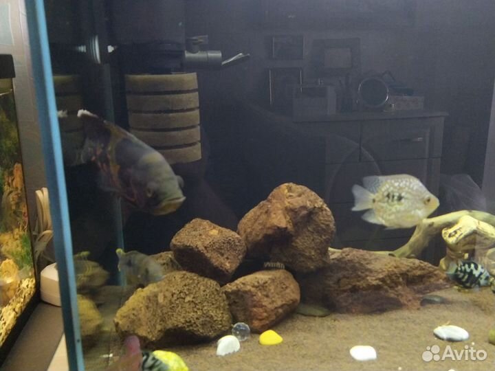 Аквариум