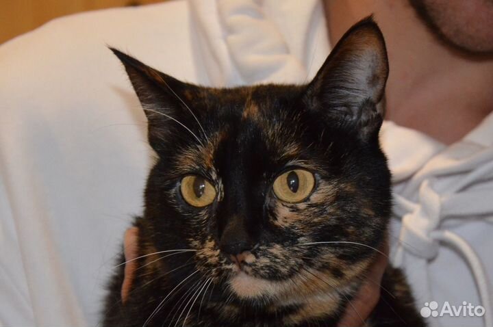 Отдадим в добрые руки