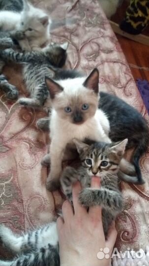 Котята в добрые руки