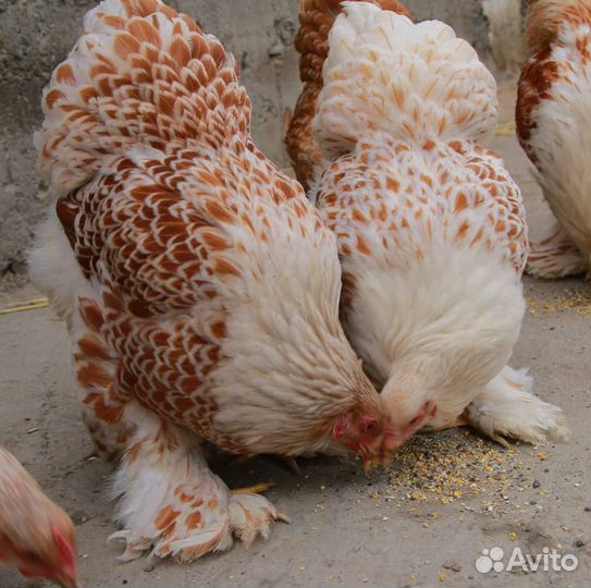 Брама разных окрасов ия