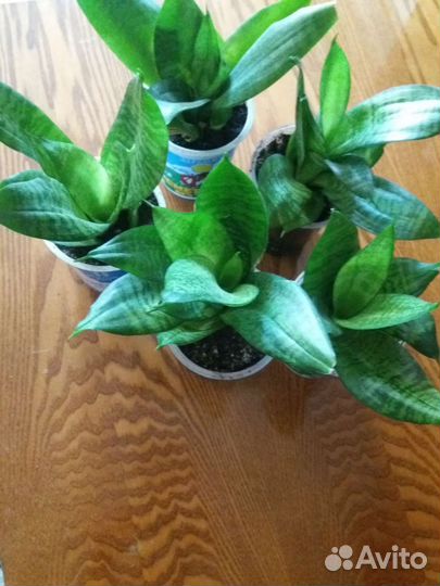 Сансевиерия