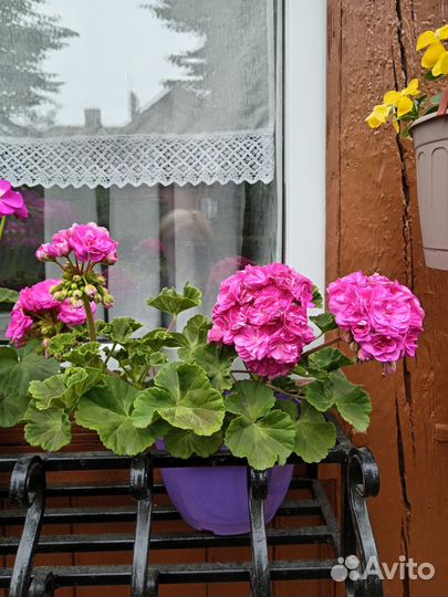 Пеларгония герань