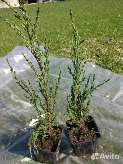 Можжевельник скальный Блю Эрроу