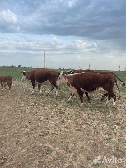 Коровы с телятами