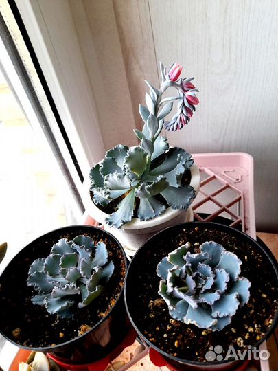 Редкие растения