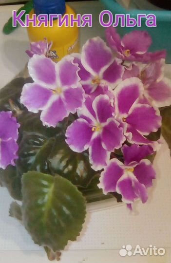 Укоренённые листики фиалок