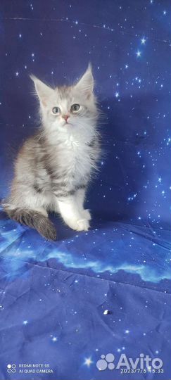 Разные окрасы